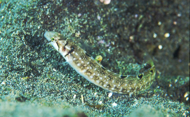 Opisthocentrus ocellatus